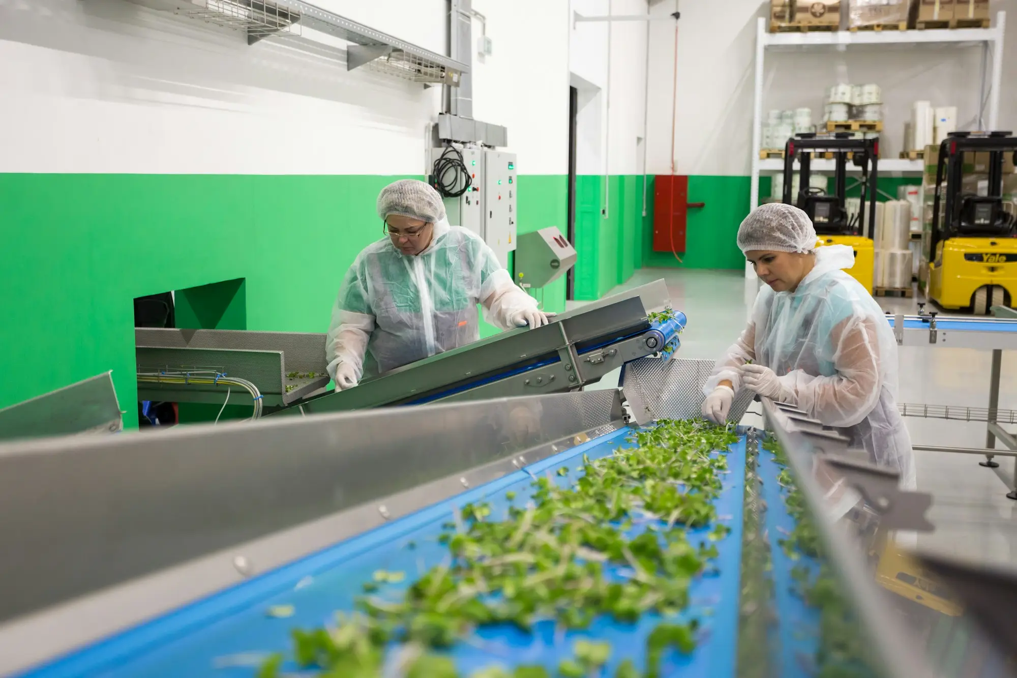 Workers sorting produce on a packing line